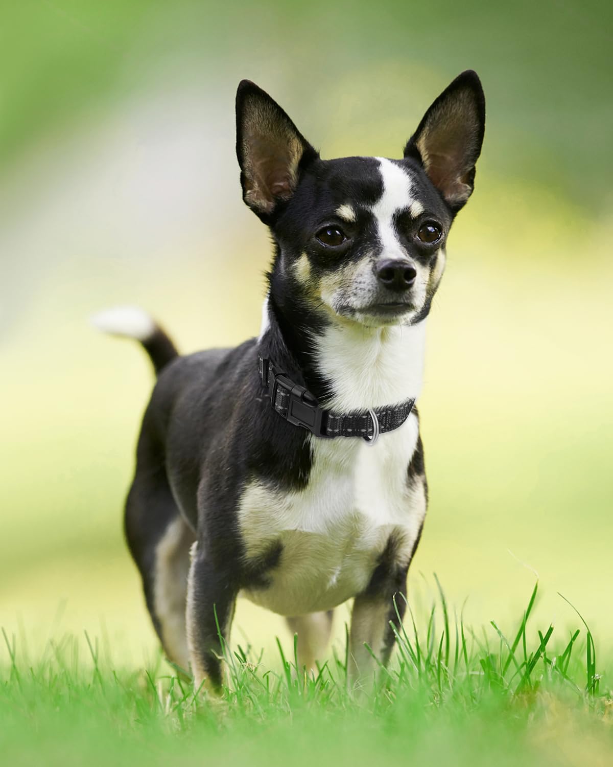 Joytale Reflective Dog Collar, Adjustable Neoprene Padded