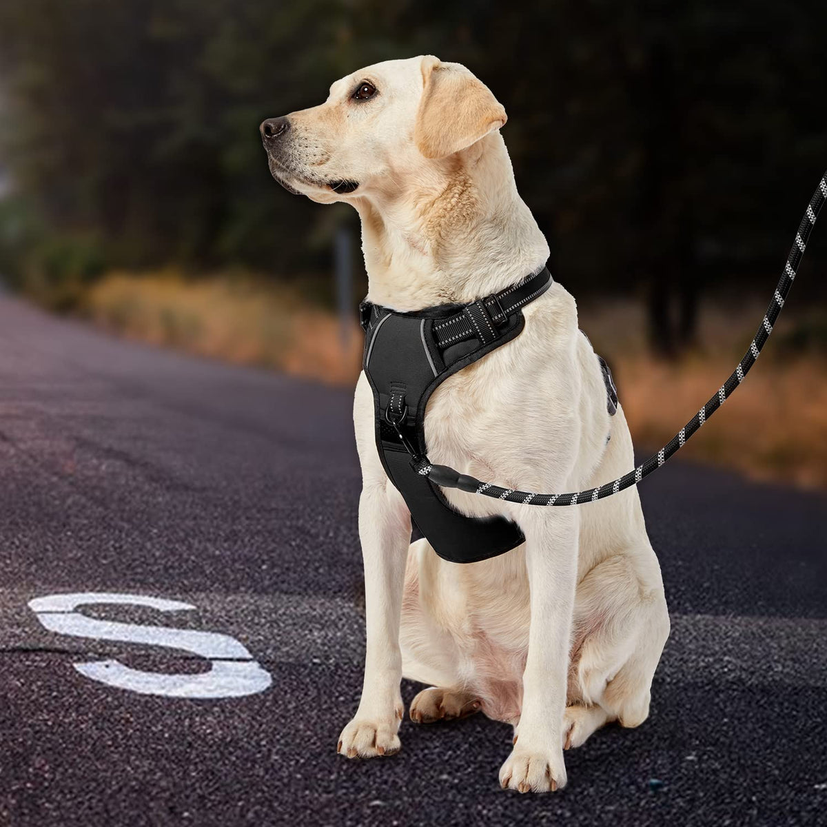 IVY&LANE Dog Harness with Leash Set for Small to Large Dogs