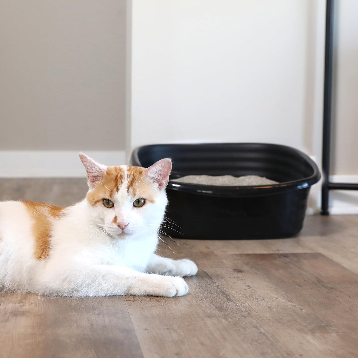 Arm & Hammer Cat Litter Box for Indoor Cats, Large Cat Litter Pan & Sifting Litter Tray with Microban, Made in USA